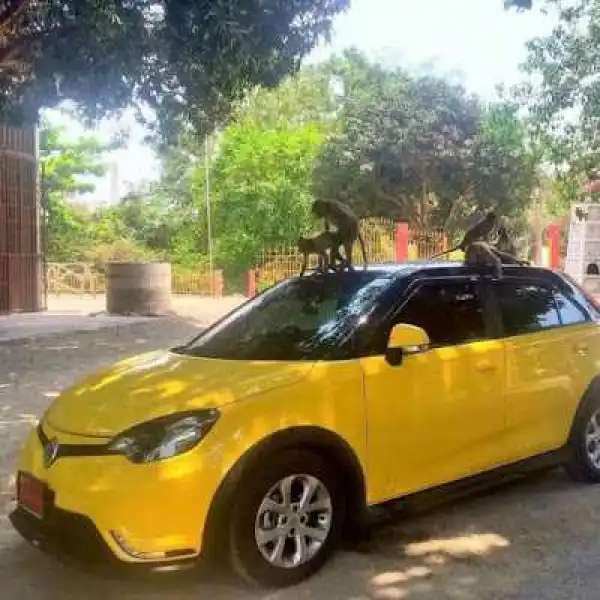 Photos: See what these monkeys were spotted doing on top of an expensive car